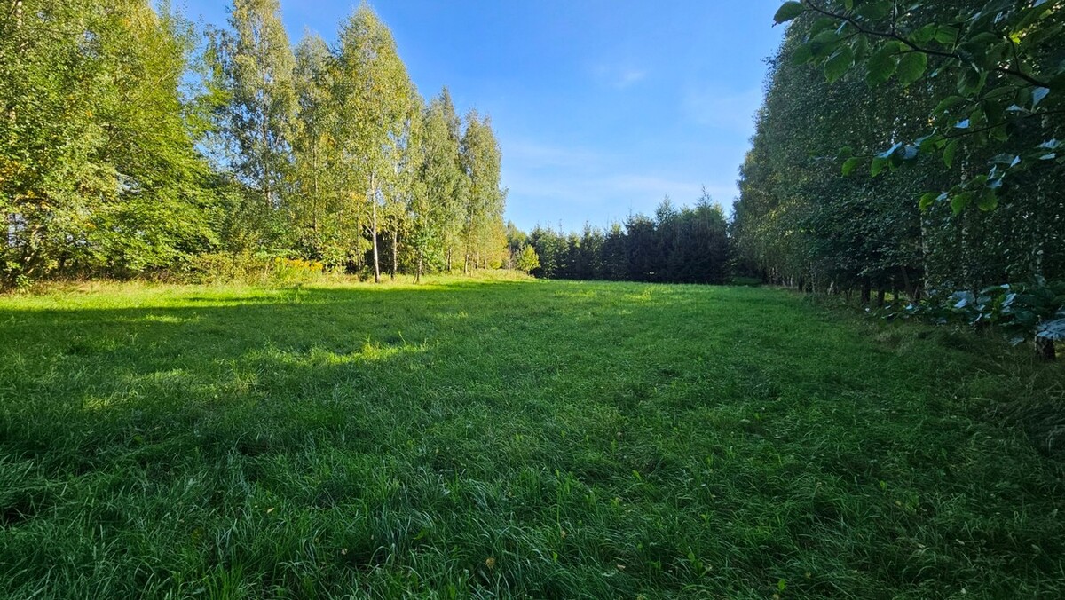Zdjęcie główne 925176