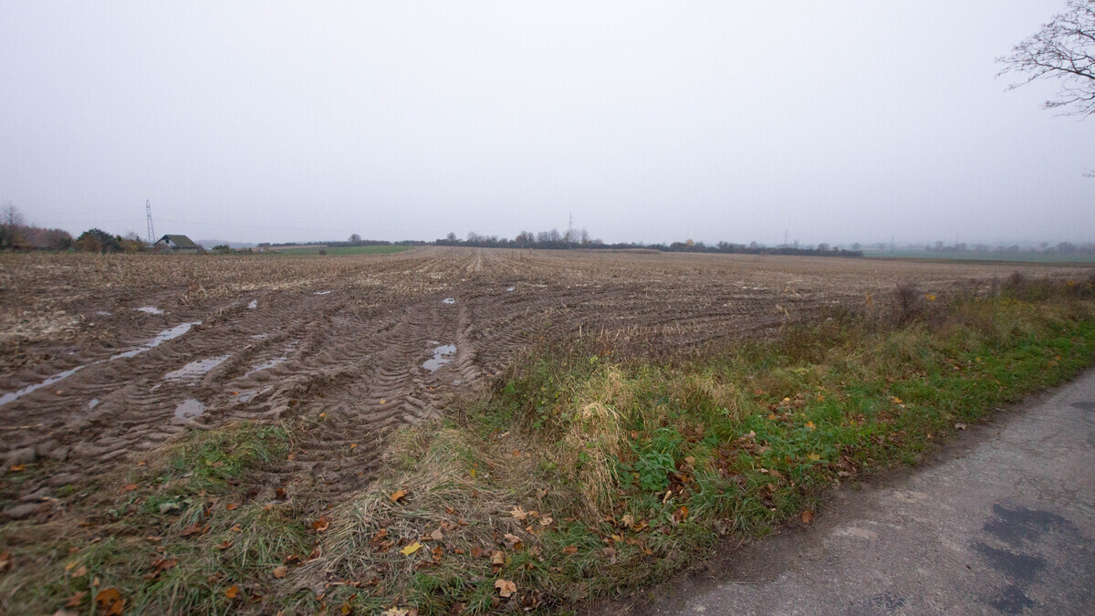Zdjęcie główne 925502