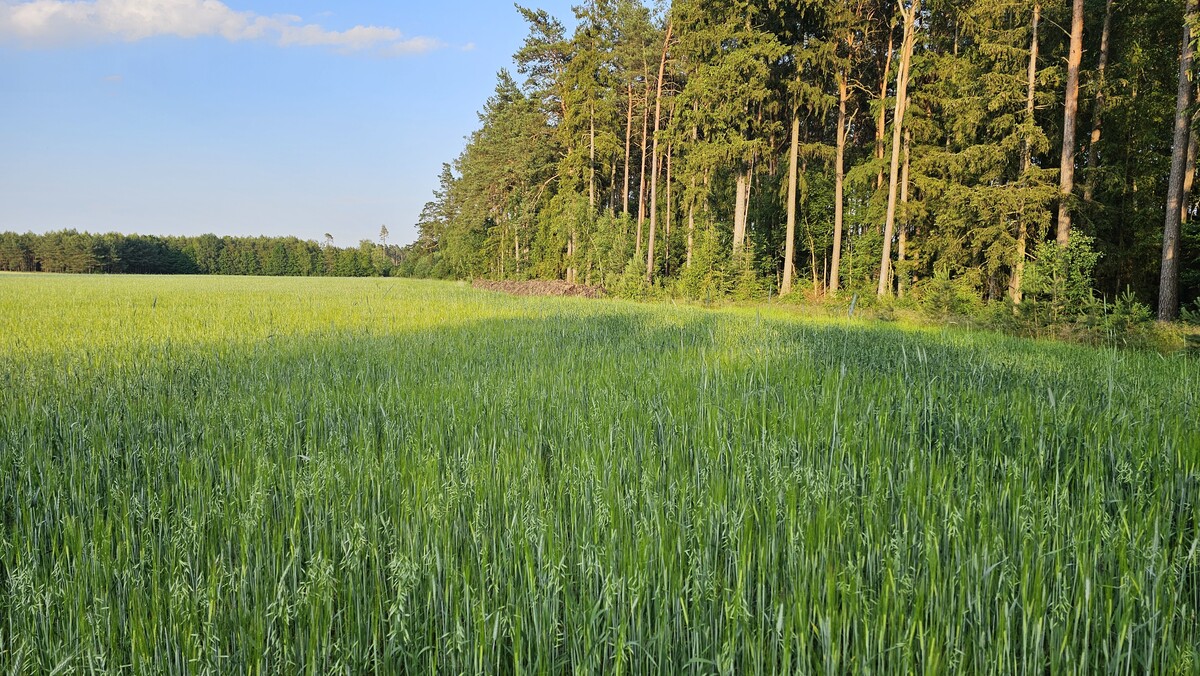 Zdjęcie główne 926759