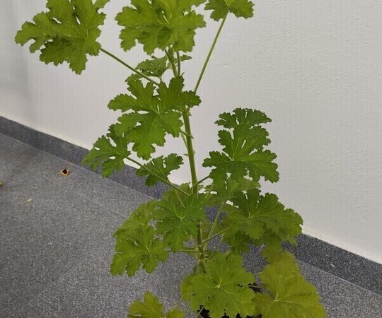 Sprzedam anginkę-geranium. Cena 20 zł. Ta roślinka ma 