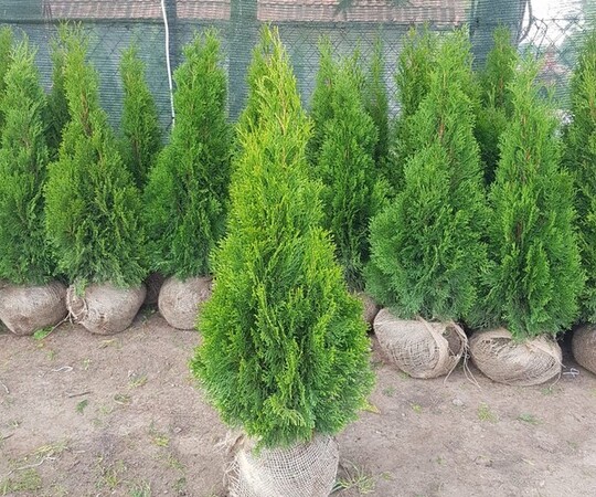 Jesienna promocja na Thuja Smaragd! Bezpośrednio od 
