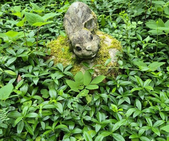 🌳 PILNIE SPRZEDAM! DZIAŁKA REKREACYJNA nr 75 w ROD 