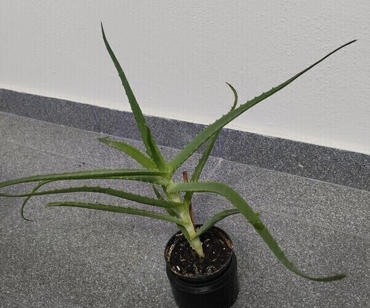 Sprzedam aloes. 