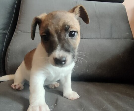 Pieski Jack Russell terrier oddam w dobre ręce za karmę o 