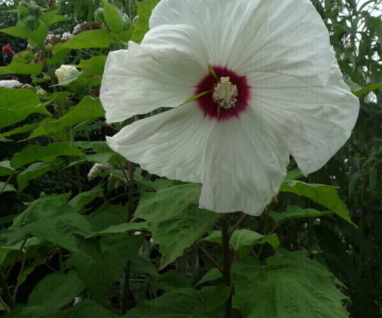 krzewy hibiskusa wys ok.1 m, wybór koloru losowy biały lub 