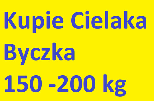 kupie byczka 150-200 kg chetnie 1-2 sztuki 