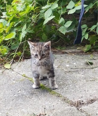 Witam, szukam dla przemiłych puszystych kuleczek 