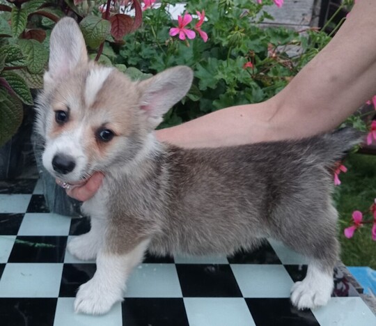 SZCZENIĘTA WELSH CORGI PEMBROKE ZKwP, zarejestrowana 