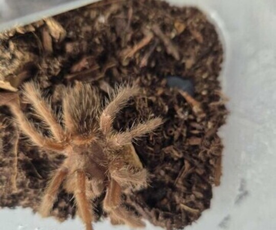 - Tliltocatl albopilosus Nicaragua ~1.5dc 30 zl - 