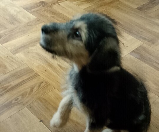 Oddam szczeniaka 2 miesięcznego za darmo. Bedzie małym 