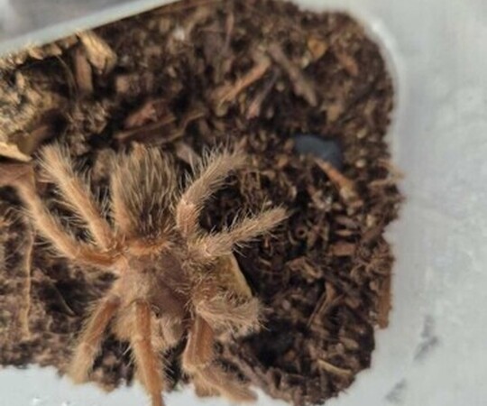 - Tliltocatl albopilosus Nicaragua ~1.5dc 30 zl - 