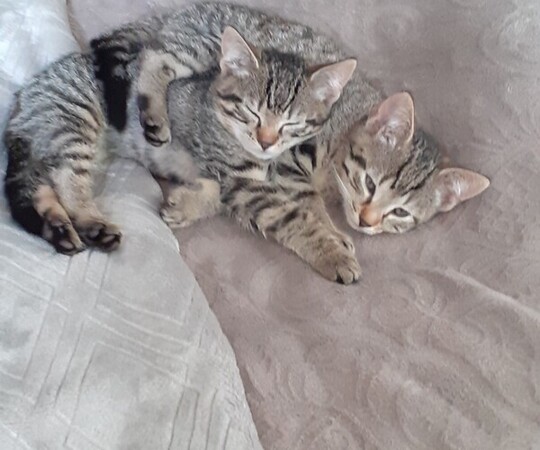 2 szare kotki 2,5 msc do oddania za darmo. Korzystają z 