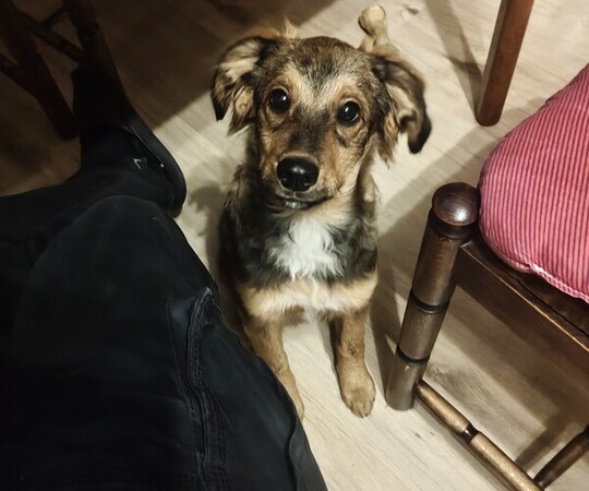 Oddam za darmo ma wszystkie szczepienia jest odrobaczony 