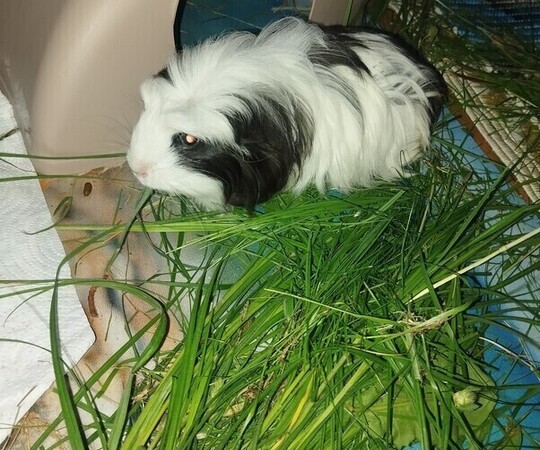 Sprzedam dwie urocze, młode świnki morskie. samiczki. 