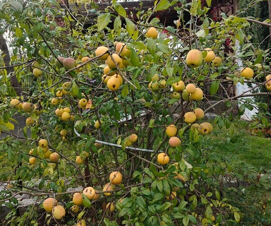 feruję świeżo zbieraną, piękną i aromatyczną pigwę z 