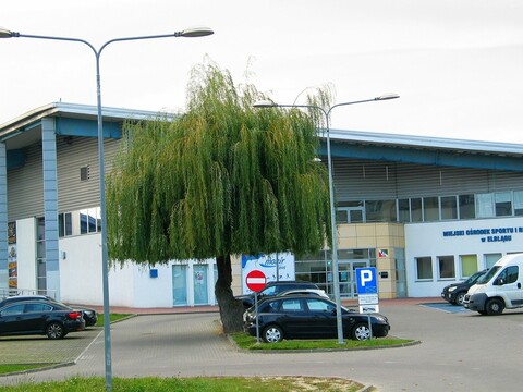Drzewa umierają, stojąc (felieton)