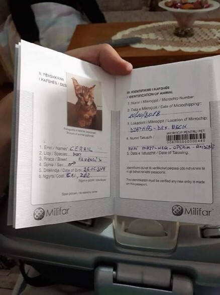 Wybory a sprawa kota (copiątkowy felieton Marii Kasprzyckiej) 