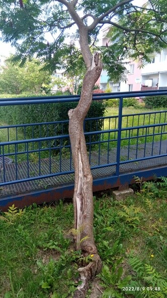 Czytelnik: czy oni czekają, aż to drzewo spadnie na mojego syna?