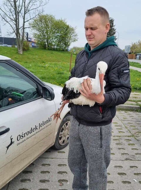 Bocian pod sklepem wzbudził sensację .Nie dokarmiajmy. Dajmy naturze działać