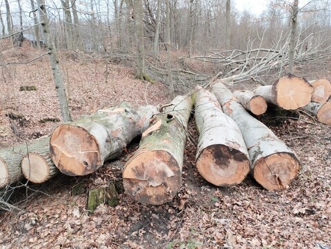 Czytelniczka: Piękne dęby i buki są wycinane