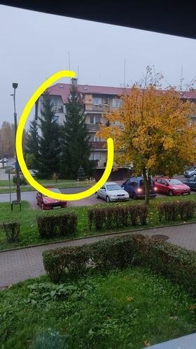 Czytelniczka: to drzewo należy wyciąć. Urzędnicy: nie ma do tego podstaw