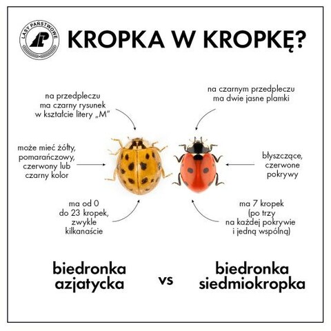 Biedronka made in China (Opowieści z lasu, odc. 311)