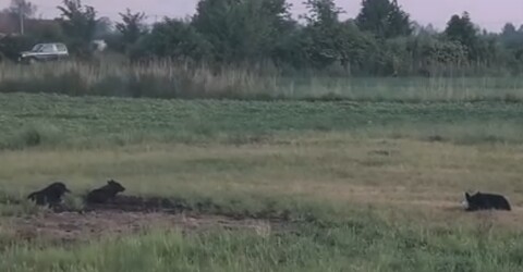 Jeden dziki pies odłowiony, wkrótce kolejne próby (Wracamy do tematu) 