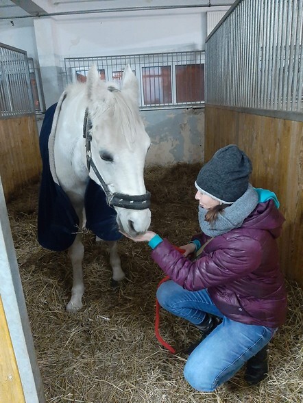 Uratowanie przed rzeźnią to dopiero początek. Azyl dla koni prosi o pomoc