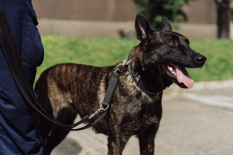 Paryska misja elbląskiego policjanta