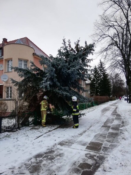 Drzewo spadło na dwie osoby. Wichura daje się we znaki