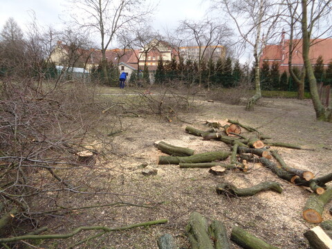 Wielkie cięcie na Zawadzie (wracamy do tematu)