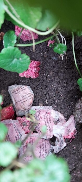 Pod oknami trutka, pies pod kroplówką (aktualizacja)