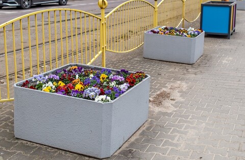 W Elblągu posadzą trzydzieści tysięcy roślin