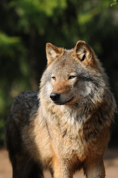Wilk nie jest wrogiem człowieka (Opowieści z lasu, odc. 29)