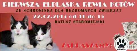 1. Elbląska Rewia Kotów ze Schroniska