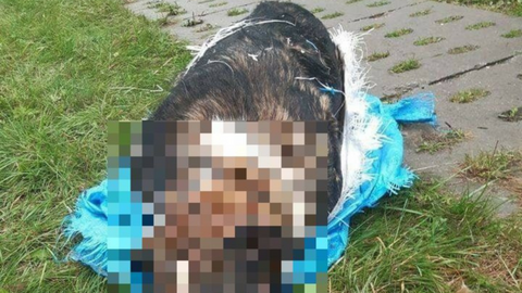 19-latek zatrzymany w sprawie zabicia psa