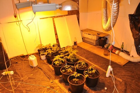 Plantacja marihuany w piwnicy