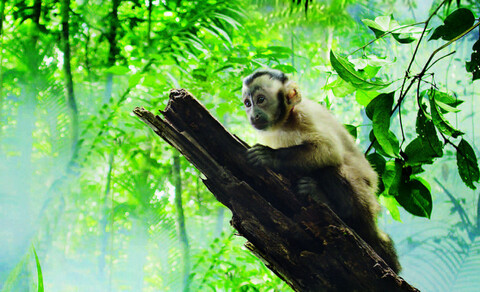 Amazonia. Przygody małpki Sai w Światowidzie