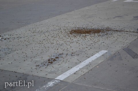 Atak pszczół na parking