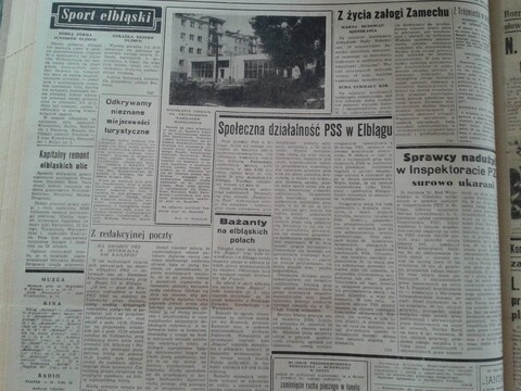 Bażanty na elbląskich polach