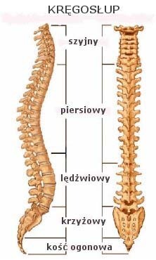 Co zrobić z bólem kręgosłupa?