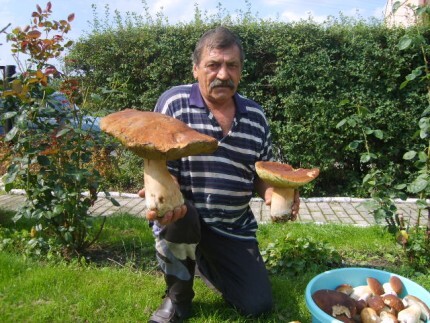 Borowik olbrzym