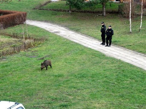 Dziki płot potrzebny od zaraz?