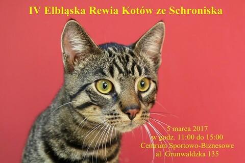 Czwarta Elbląska Rewia Kotów już w niedzielę