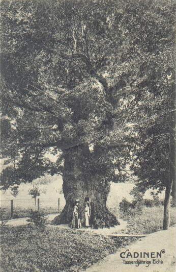 Historia okolic Elbląga: Kadyny (odcinek 34) 