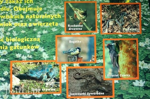 Dlaczego zaskroniec udaje padalca?