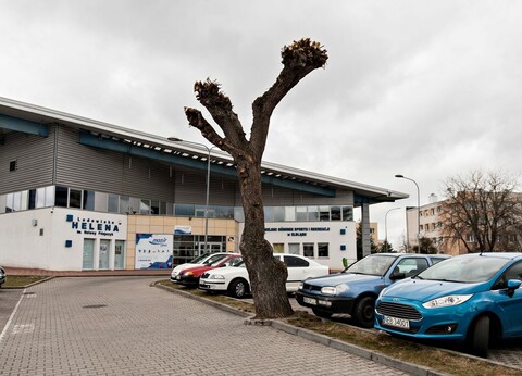 Drzewa umierają, stojąc (felieton)