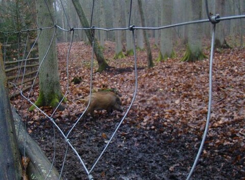 Młody dzik uratowany z niewoli