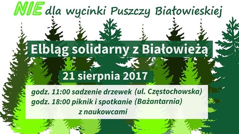 Elbląg solidarny z Białowieżą
