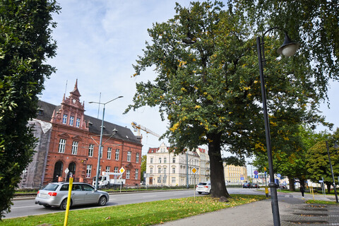 Harcerze na tropie pomników przyrody